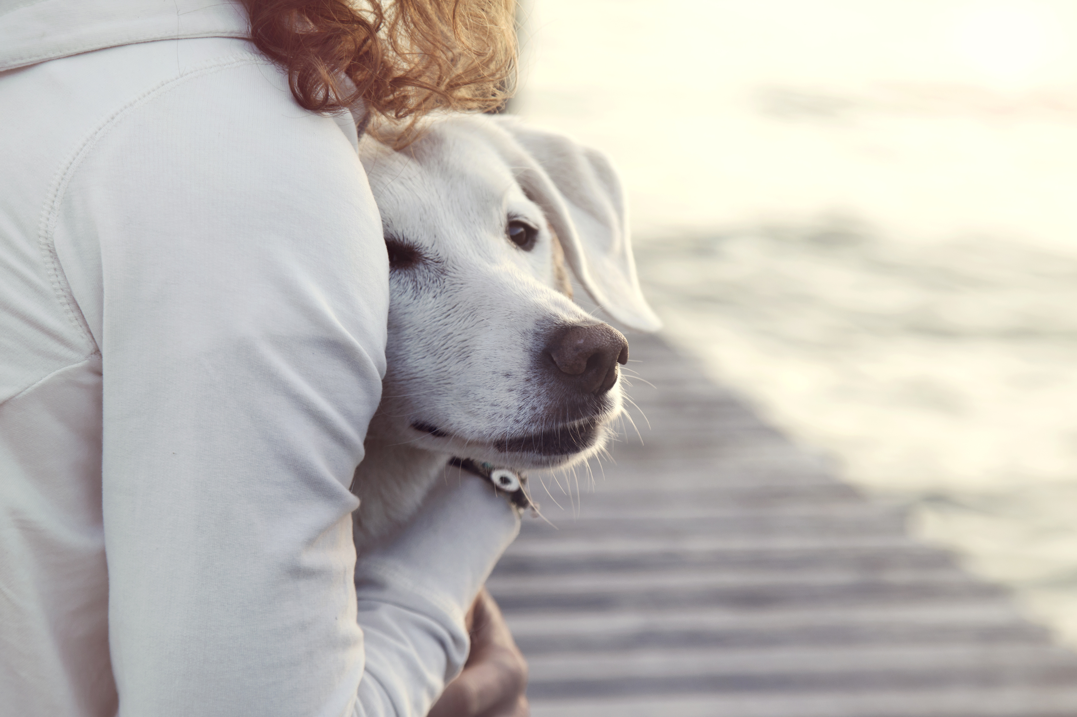 Anxious Dogs – What To Do? | zooplus Magazine - Least Anxious Dogs In Large Families