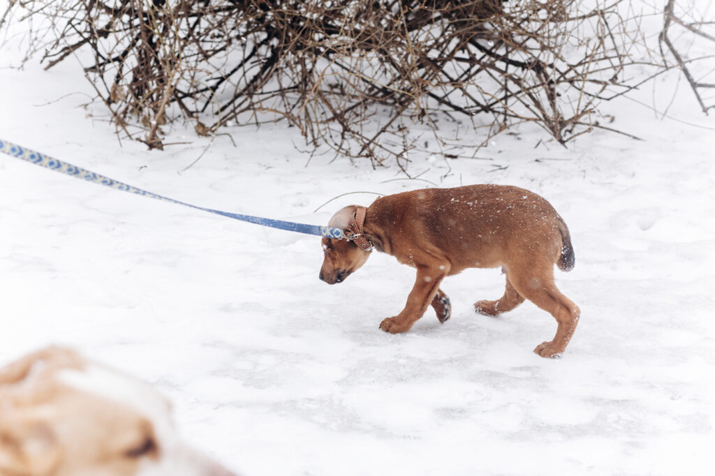 dog anxiety dog anxiety