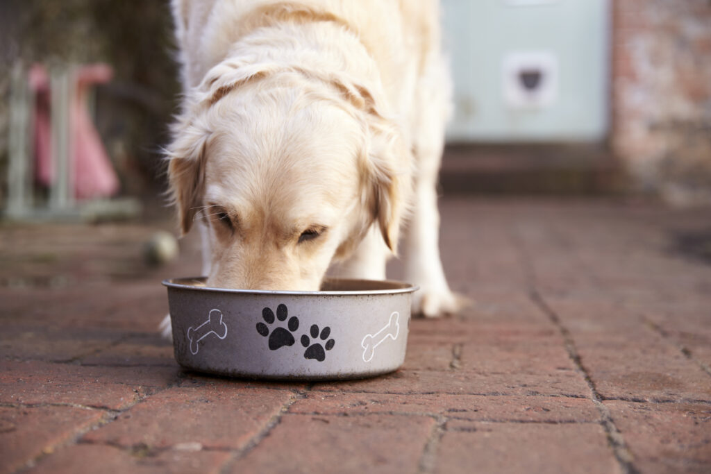 labrador eats cold-pressed dog food