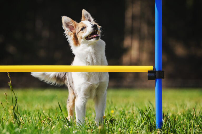 Agility with small dogs