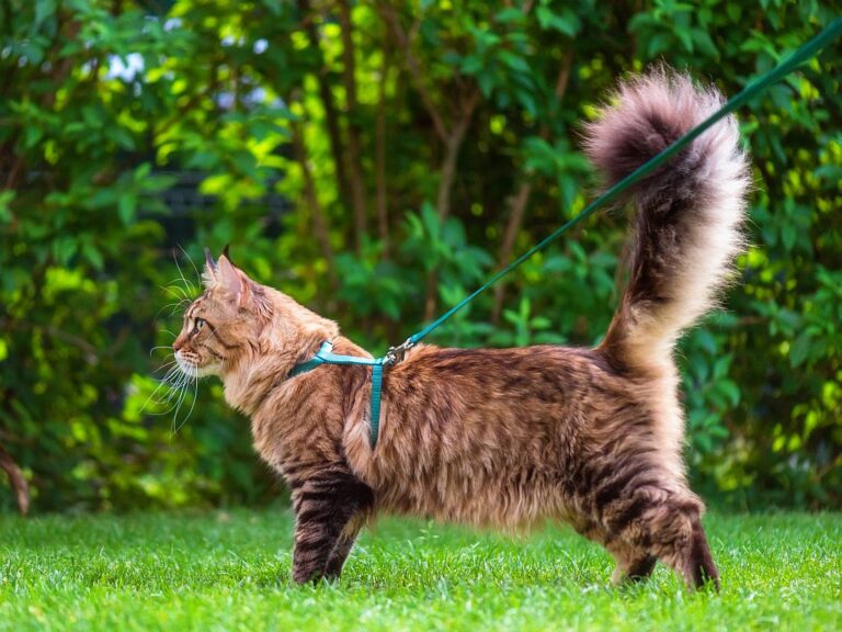 Maine Coon on a lead