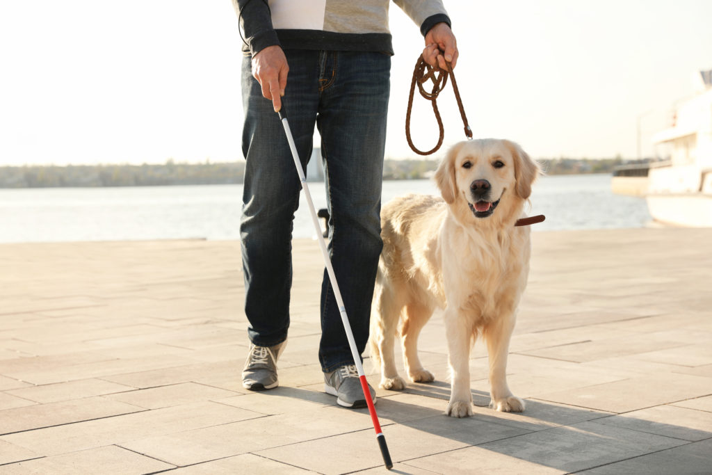 Guide dog helping blind person with long cane walking in city Guide dog helping blind person with long cane walking in city