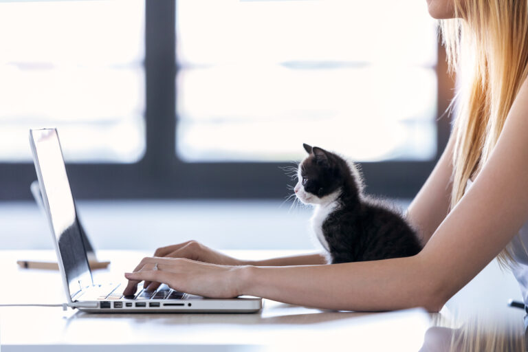 How to work at home with a cat