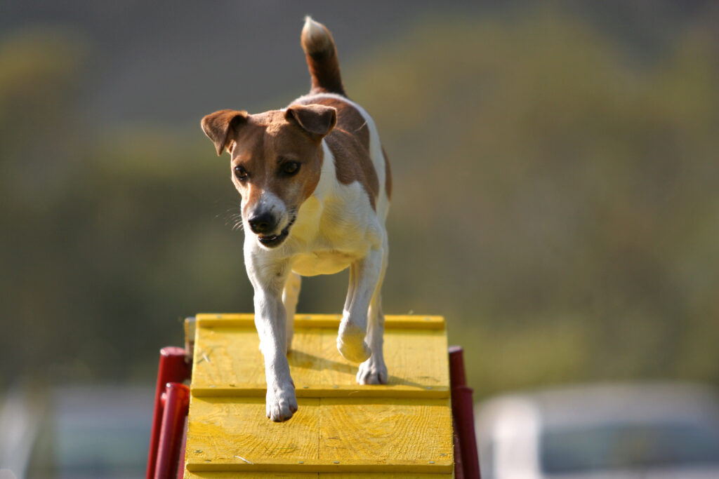 dog on ramp agility