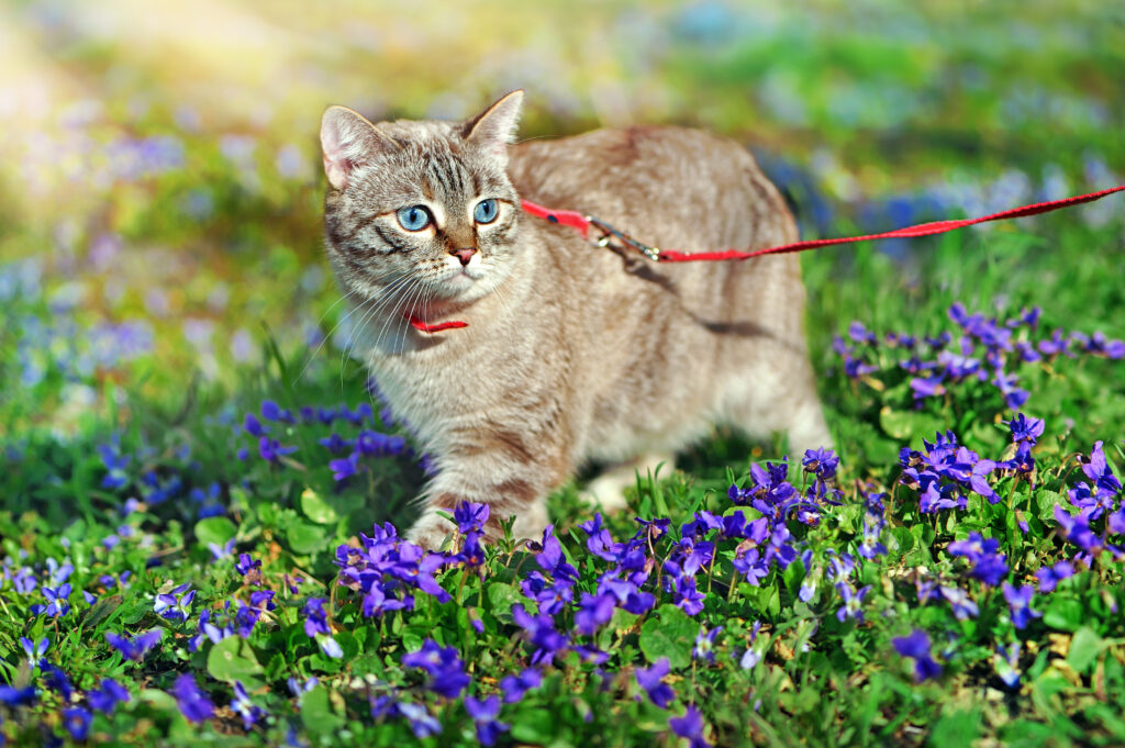 Kitten on the leash