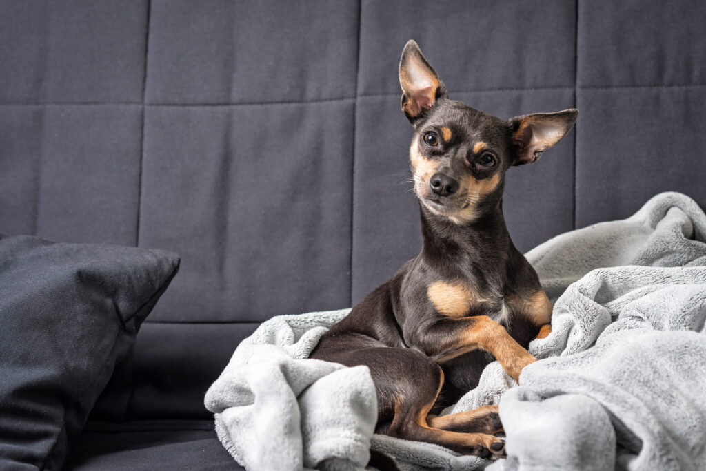 Merle miniature hotsell pinscher for sale
