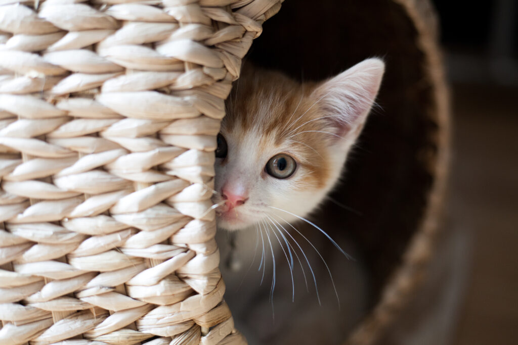 Cat hiding in a basket miaowing