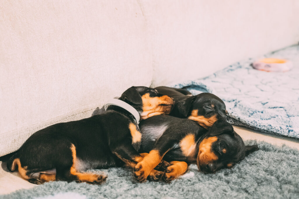 Miniature Pinscher zooplus Magazine