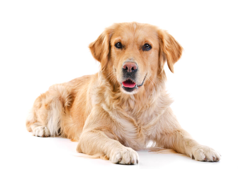 Golden retriever dog breed