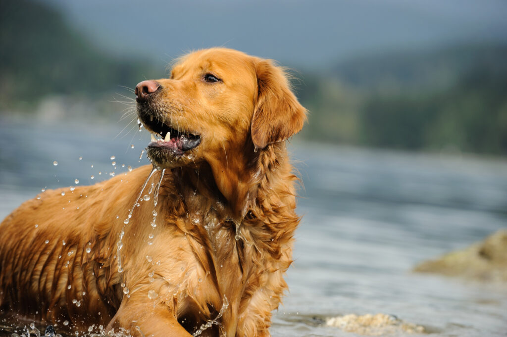 Golden retriever dog in water