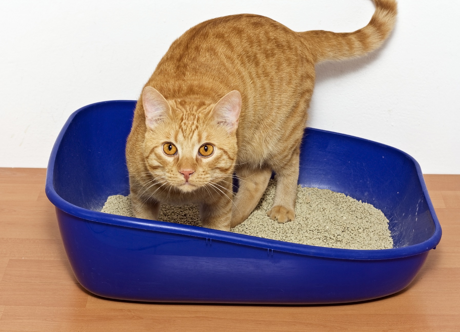 cat in cat toilet