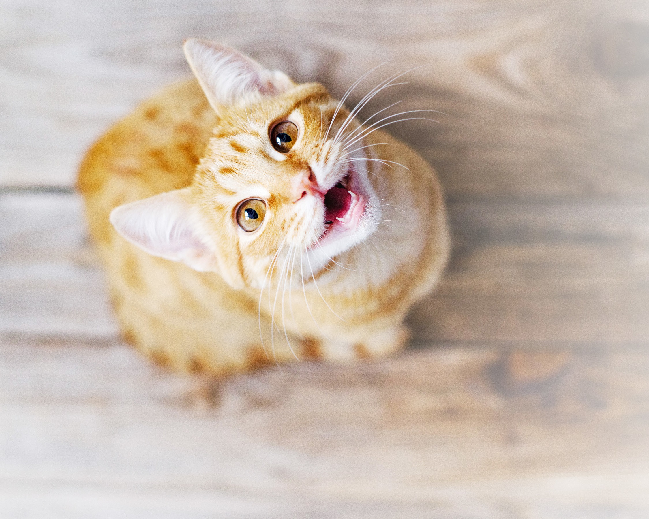 cat peeing