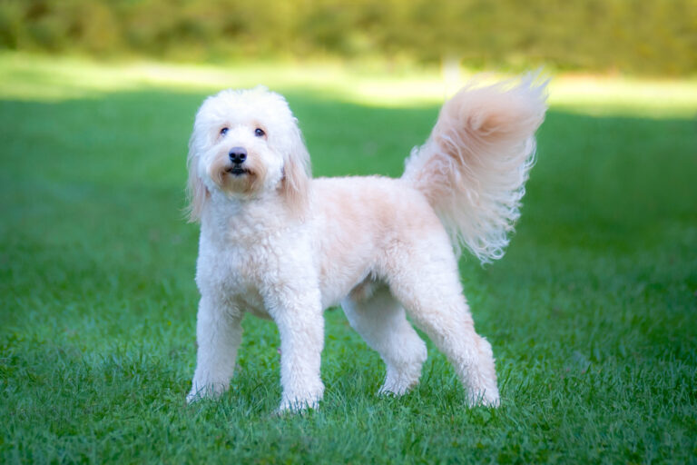 goldendoodle on lawn