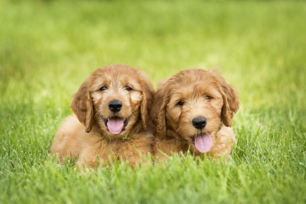 goldendoodle puppies goldendoodle puppies