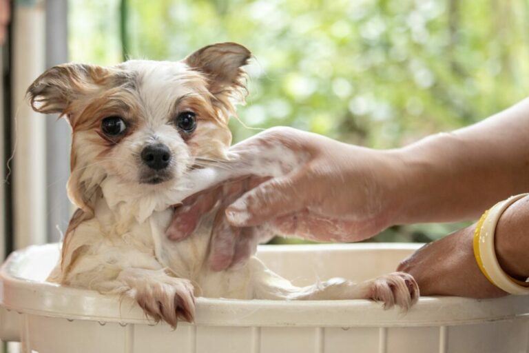 bathing puppy