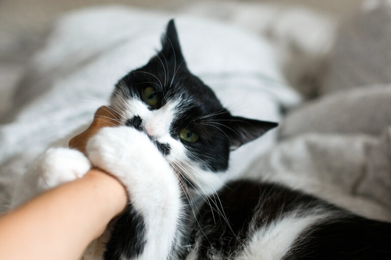 biting cat with moustache