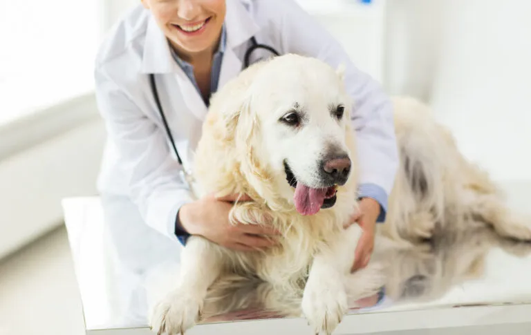 diabetes in dogs