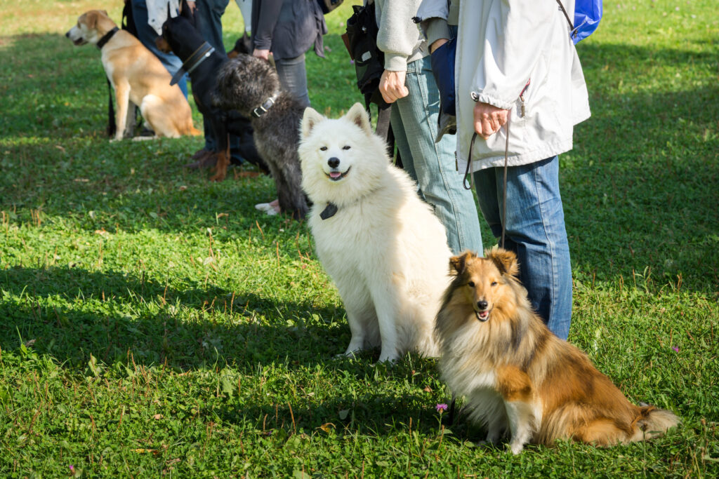 disobedient dogs at dog school