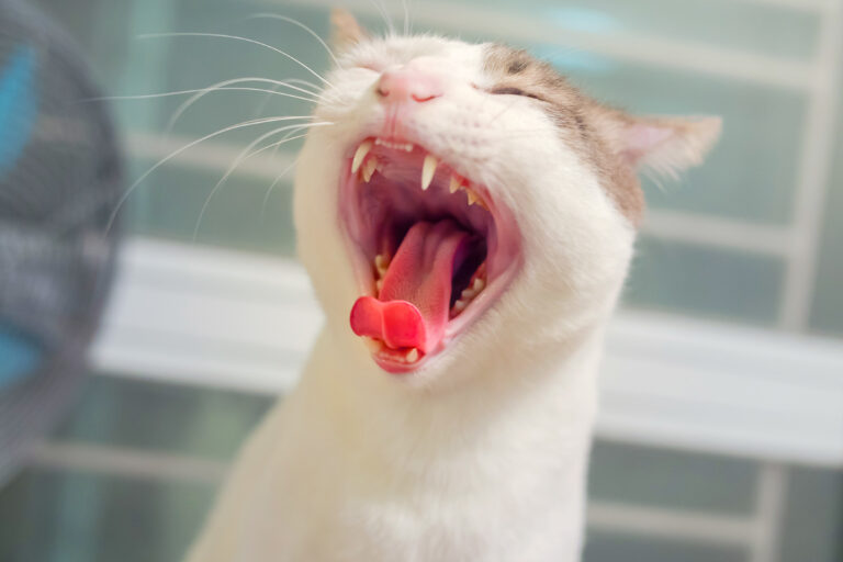 gingivitis in cats