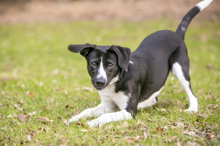 purebreed or mixed breed dog