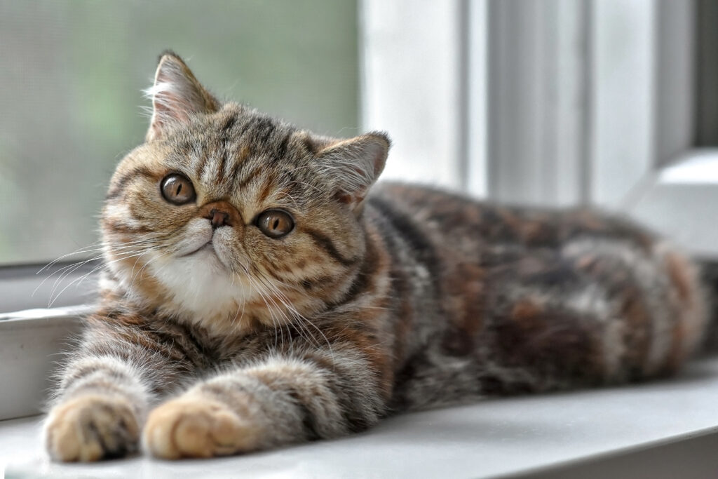 Exotic Shorthair | zooplus Magazine