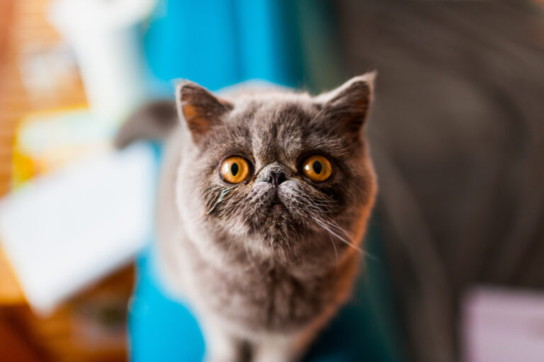 grey exotic shorthair