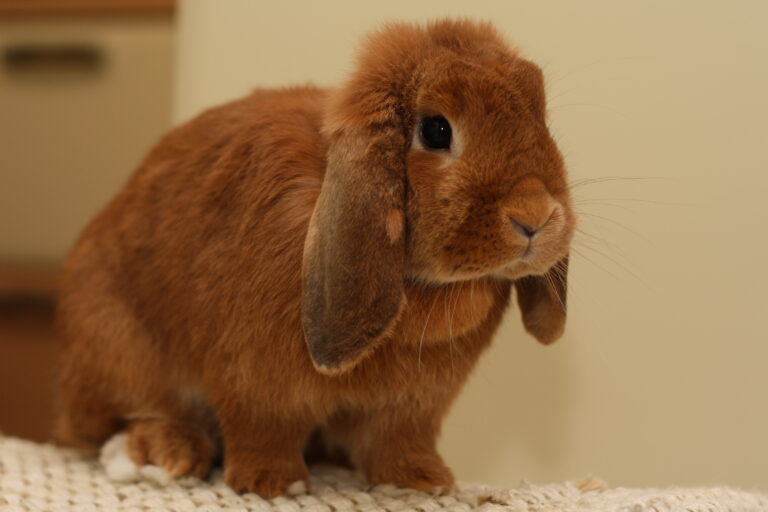 Holland lop bunny