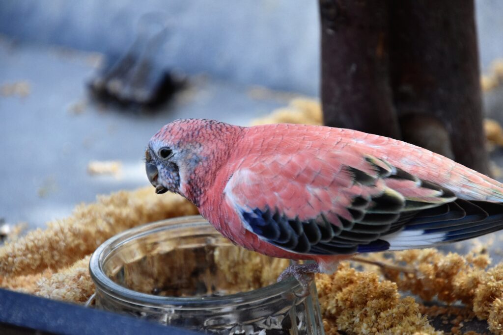 Bourkes Parrot