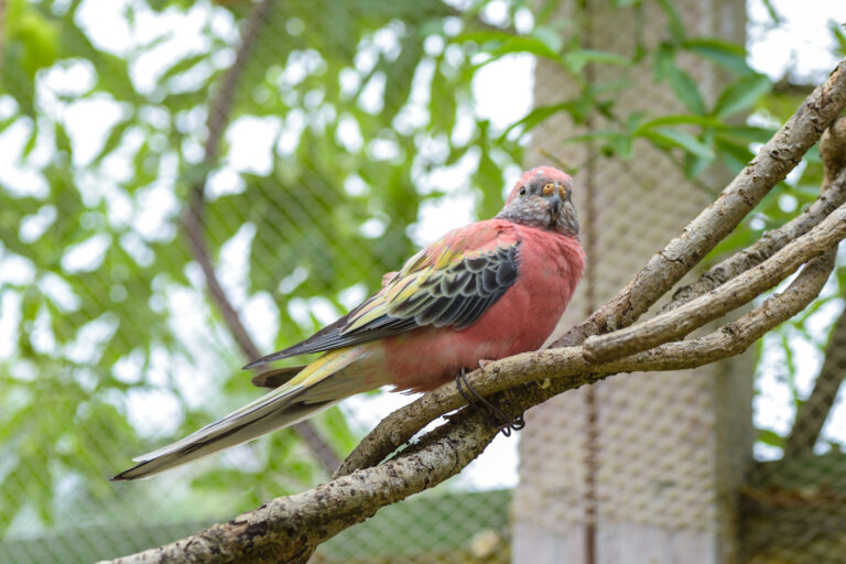 Bourkes parrot on branch