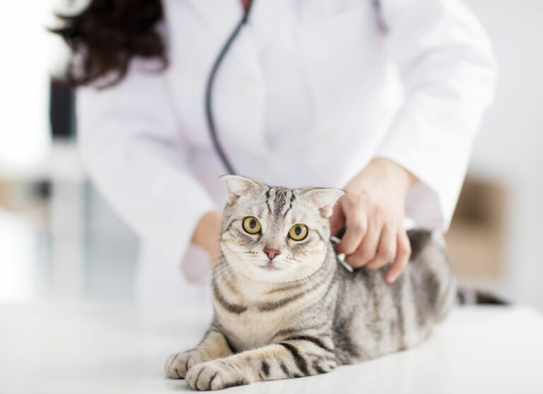 cat in pain at vets