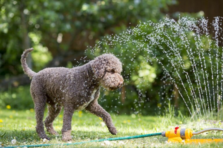 dog in garden sprinkler