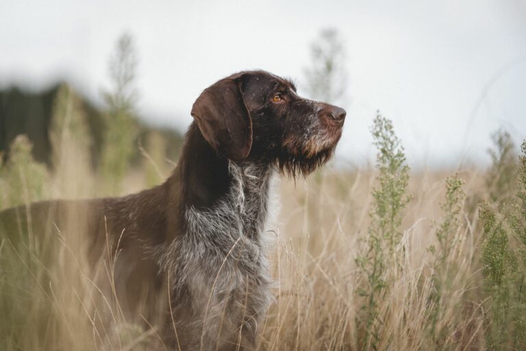 german wirehaired pointer