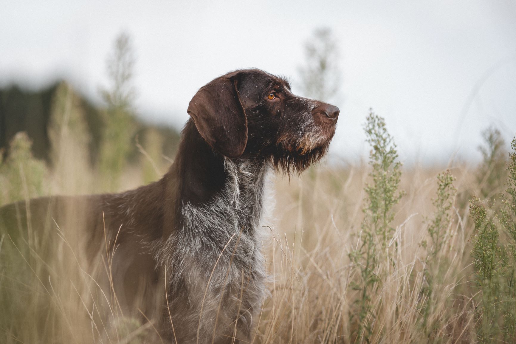 German Wire-Haired Pointer | zooplus Magazine