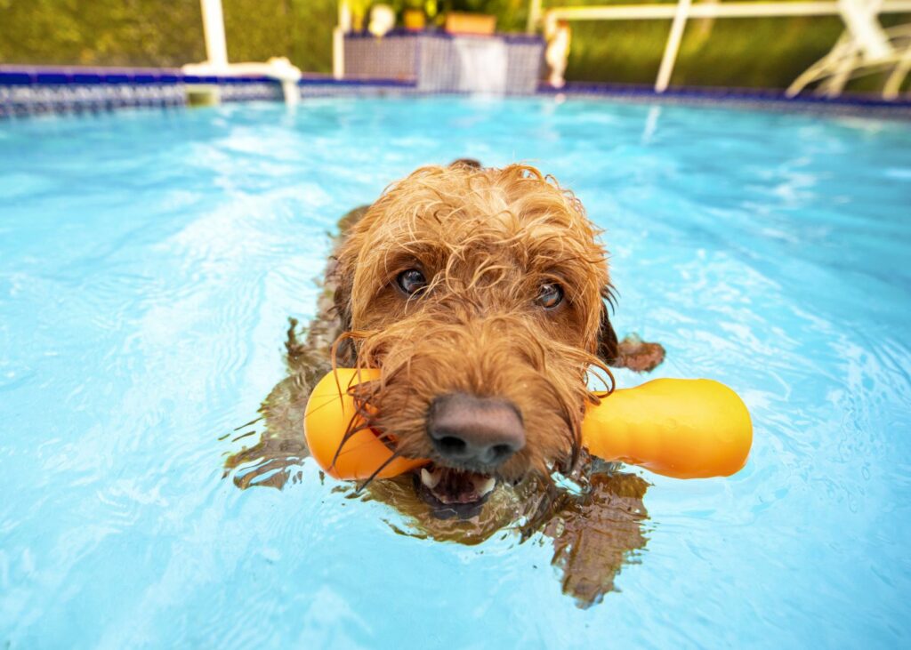 goldendoodle in pool with dog toy