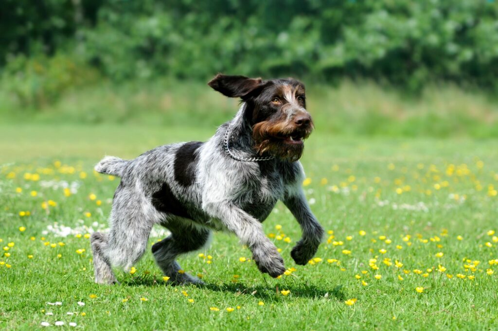 jumping german wirehaired pointer