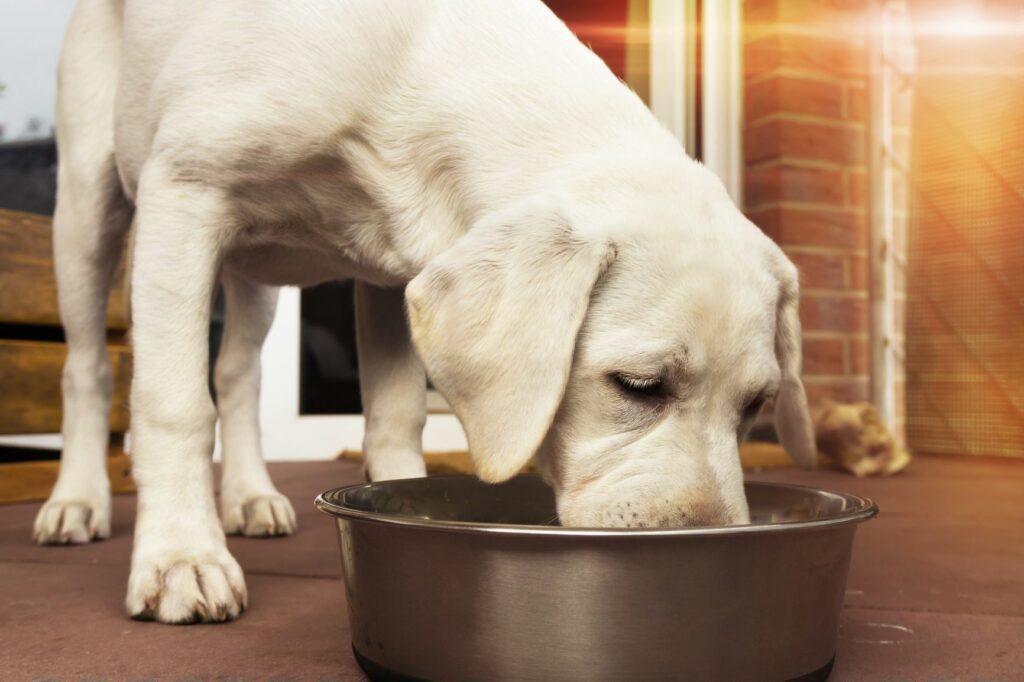 labrador eating bone