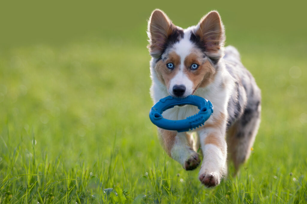 puppy playing frisbee