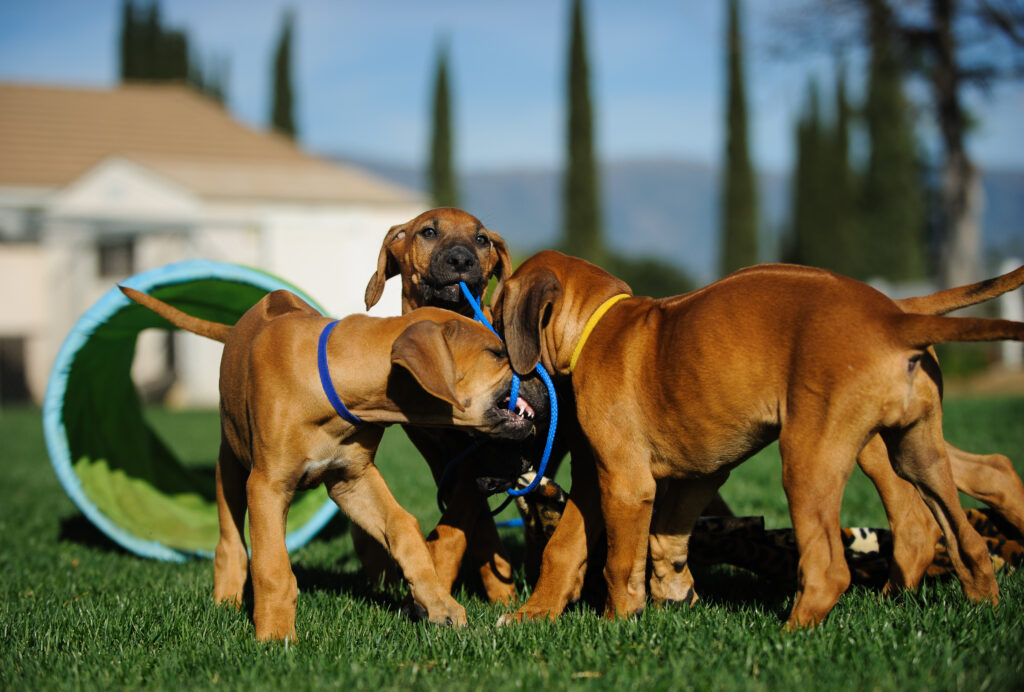Litter of Rhodesian Ridgeback dog puppies outdoor portrait playing and tugging with agility equipment in background