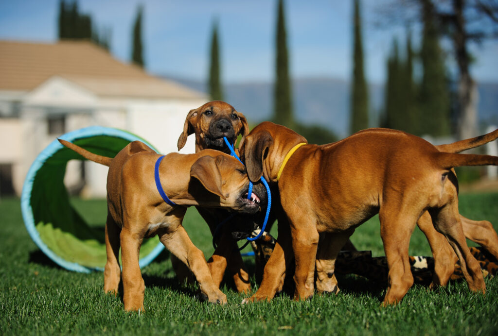 Litter of Rhodesian Ridgeback dog puppies outdoor portrait playing and tugging with agility equipment in background Litter of Rhodesian Ridgeback dog puppies outdoor portrait playing and tugging with agility equipment in background
