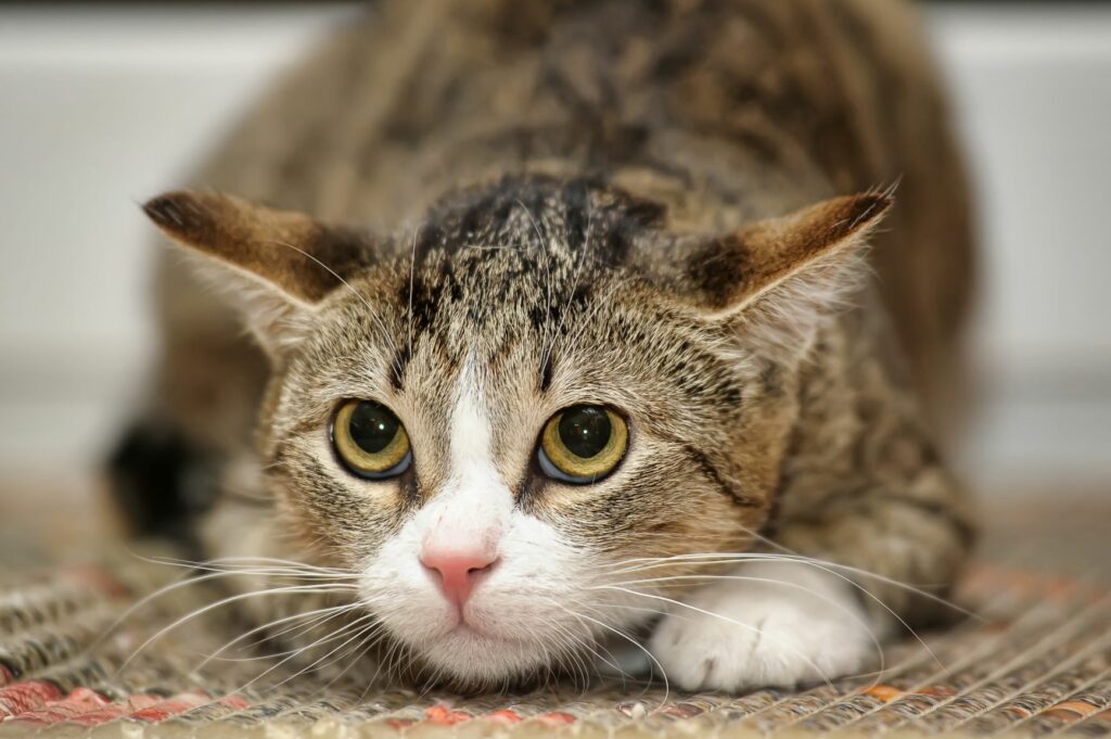 scared cat with flattened ears