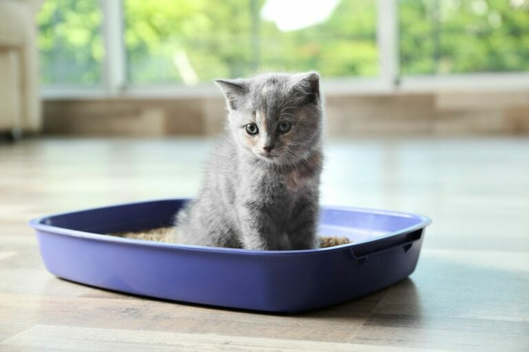 kitten using kitten toilet