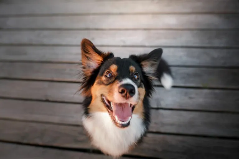 happy dog showing its teeth