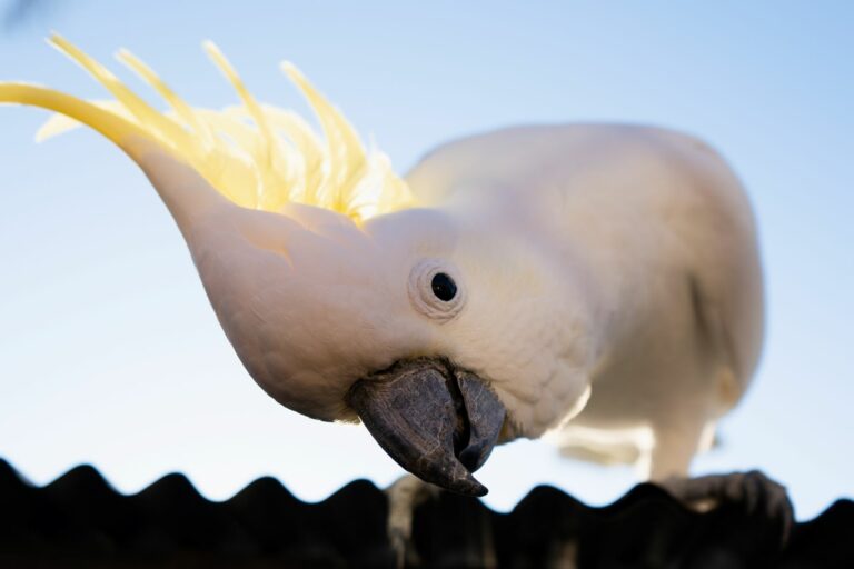 Curious and intelligent cockatoo