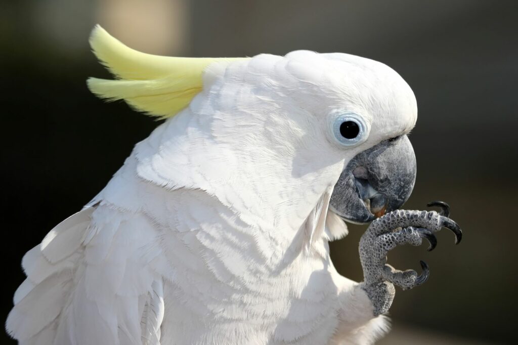 Cockatoo preening