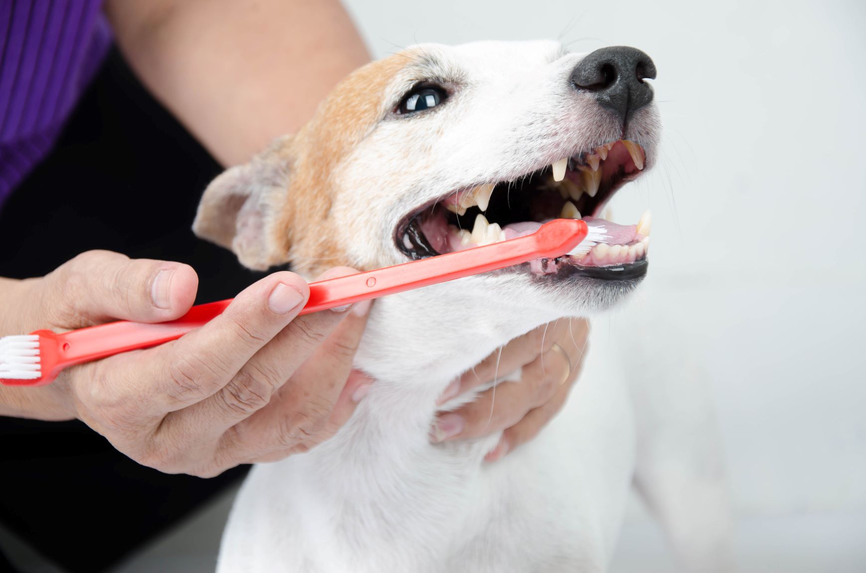 brushing dog teeth with a toothbrush