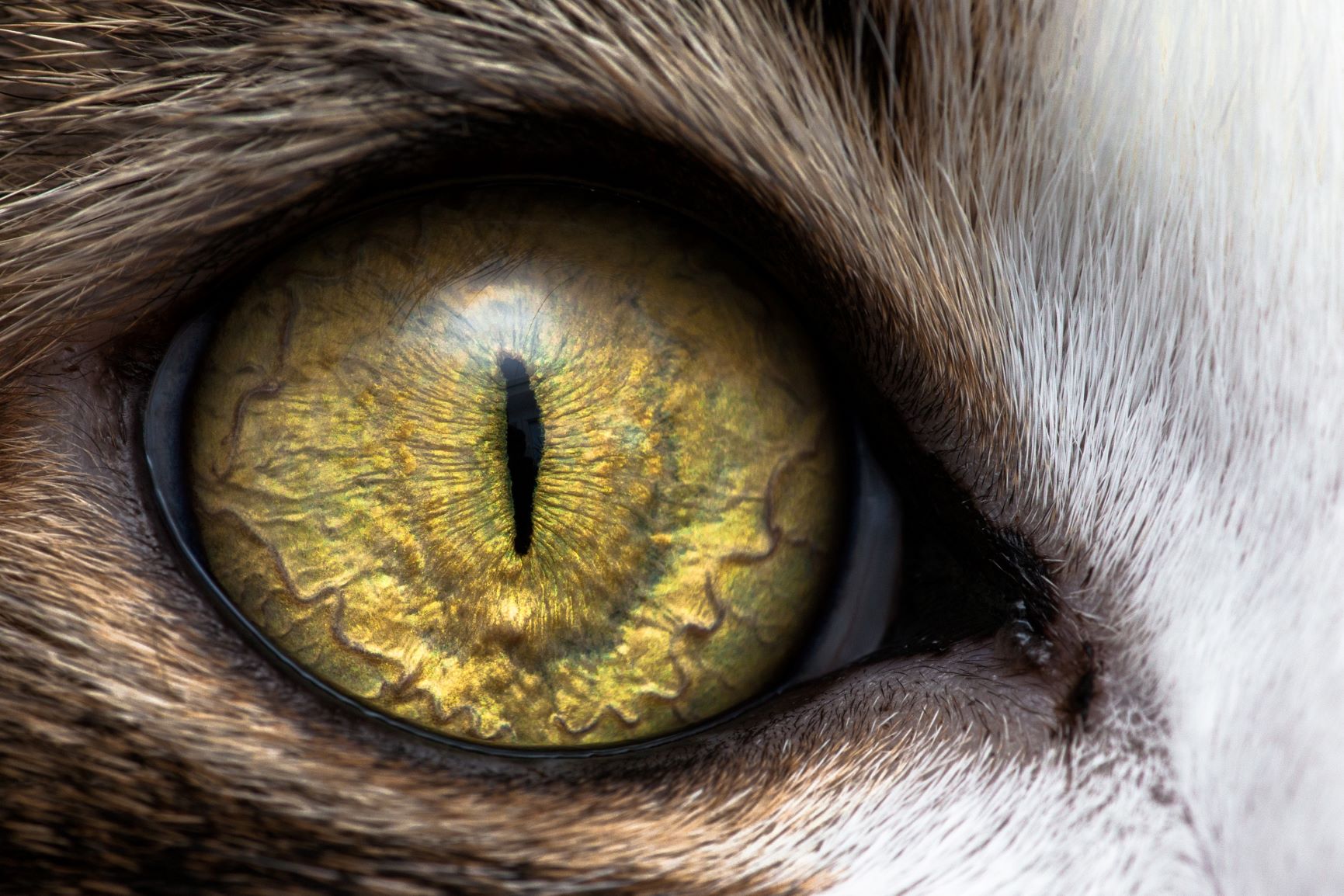 cat vision