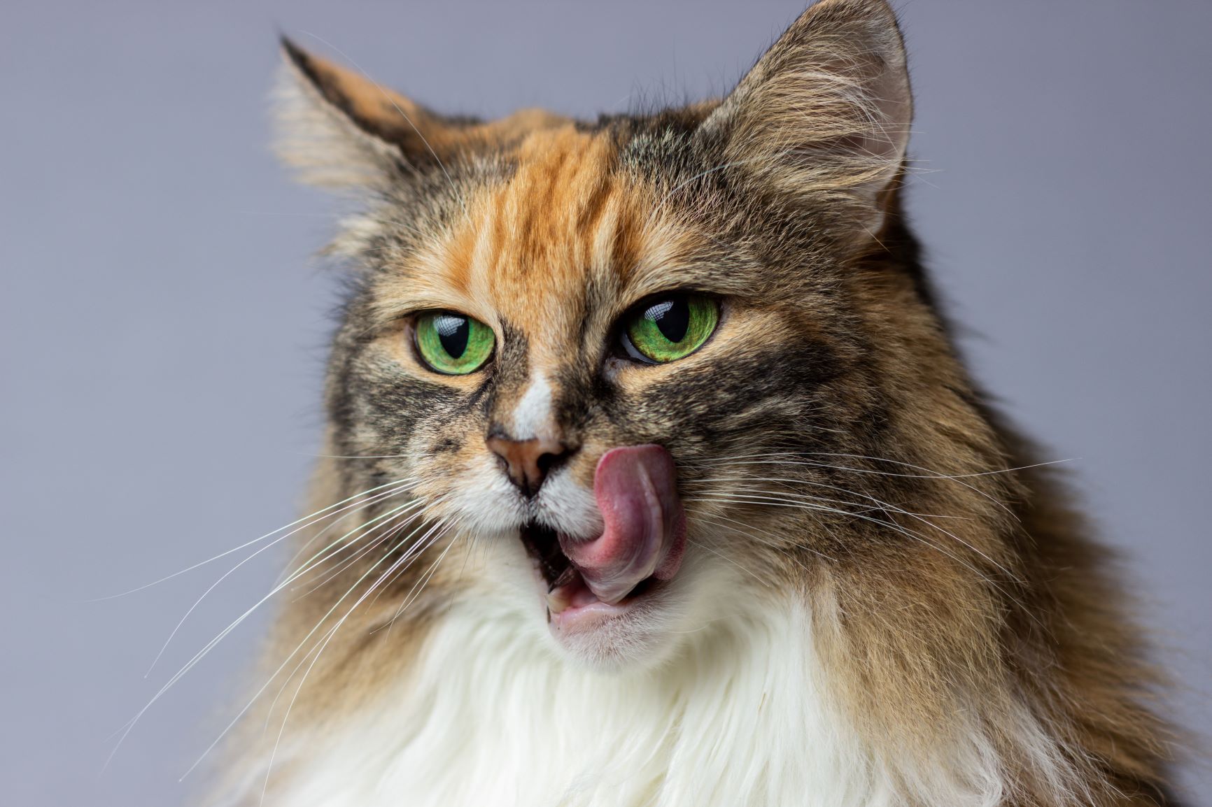 cat cookie recipe