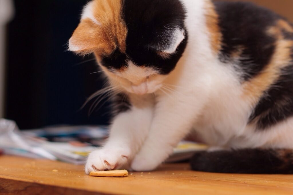 cat eating cat biscuits