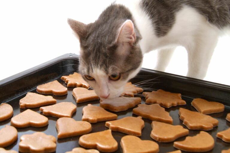 Cat cookie recipe and method