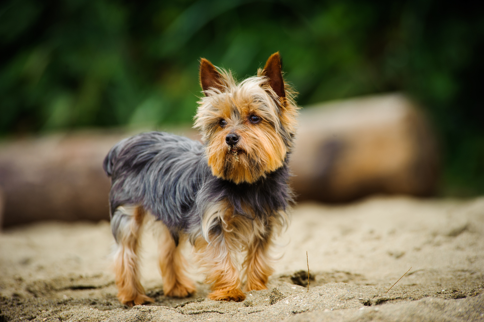 Yorkshire terrier pet shop cheap
